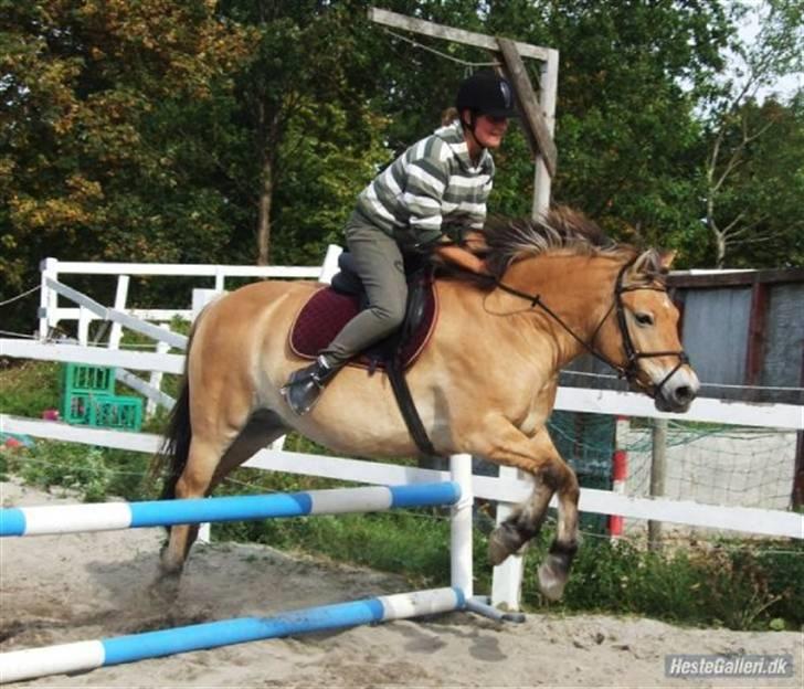 Kvinde Sjenne (skrigeskinken) - min hobby som fylde det meste af mit liv  billede 10