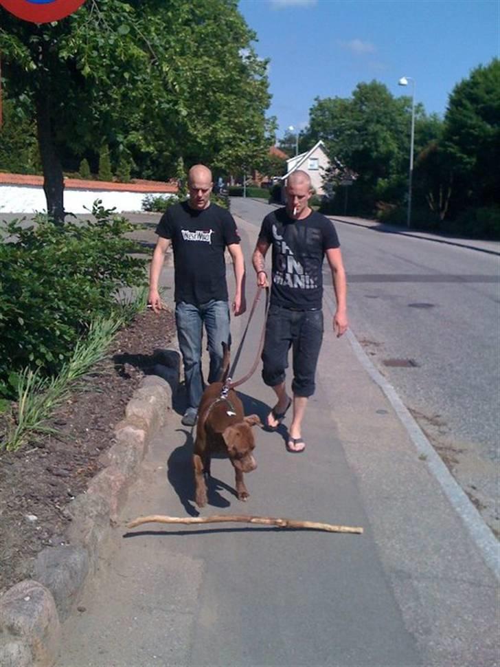 Mand Steven billede 3