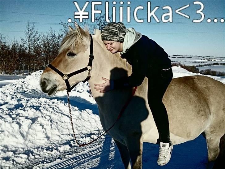 Kvinde Ann-Karina - min venindes pony.. elsker det dyr.. <3 billede 9