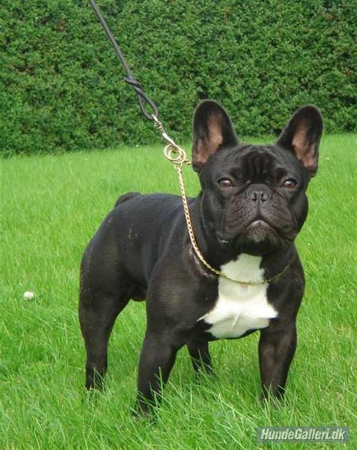 Mand Nikolaj - Min Lille hund :D billede 7