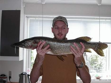 Mand JOJO aka. Joachim - Her en mindré gedde fanget i Fuglevad i Lyngby billede 5