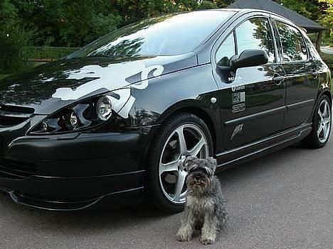 Mand JOJO aka. Joachim - Min stylede 307´er som har været i bilmagasinet, og vores hund molly foran. billede 6