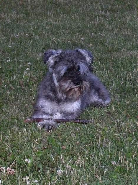 Mand JOJO aka. Joachim - Min hund Molly... se evt. mere til den under link på teksten... billede 9