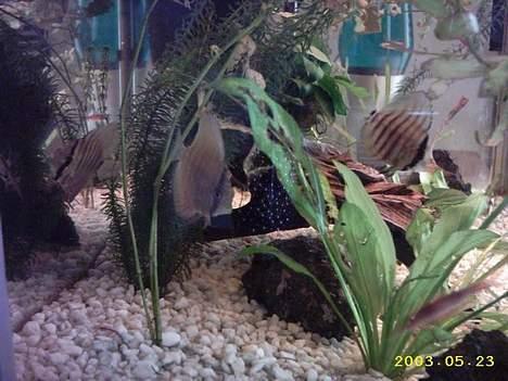 Mand JOJO aka. Joachim - Mine discos fisk... billede 13