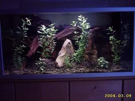 Mand JOJO aka. Joachim - Mine malawi cichlider...  billede 14