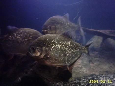 Mand JOJO aka. Joachim - Mine 4 store piratfisk,,,, den størse var ca. 25cm og kunne så let som ingenting snuppe store kødlunser billede 15