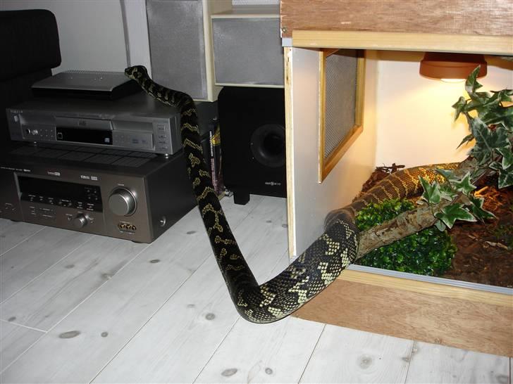 Mand Peter billede 5