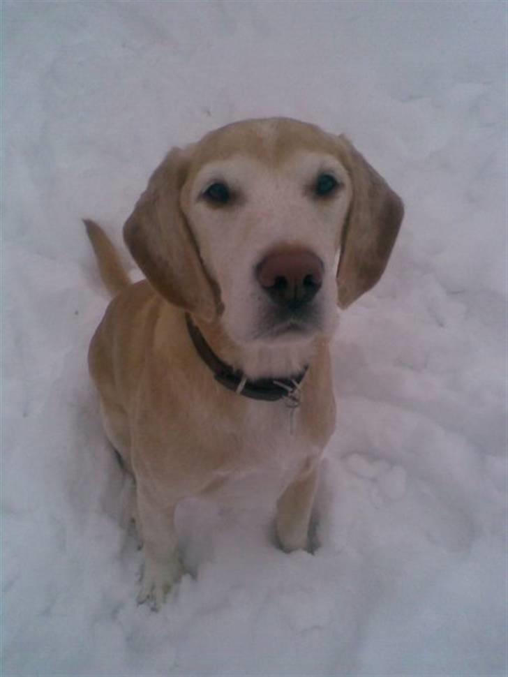 Kvinde Christine - Og så lige et enkelt billede af min dejlige hund Bertil billede 6