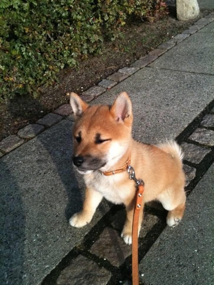 Mand patrick - kato ( shiba ) billede 12