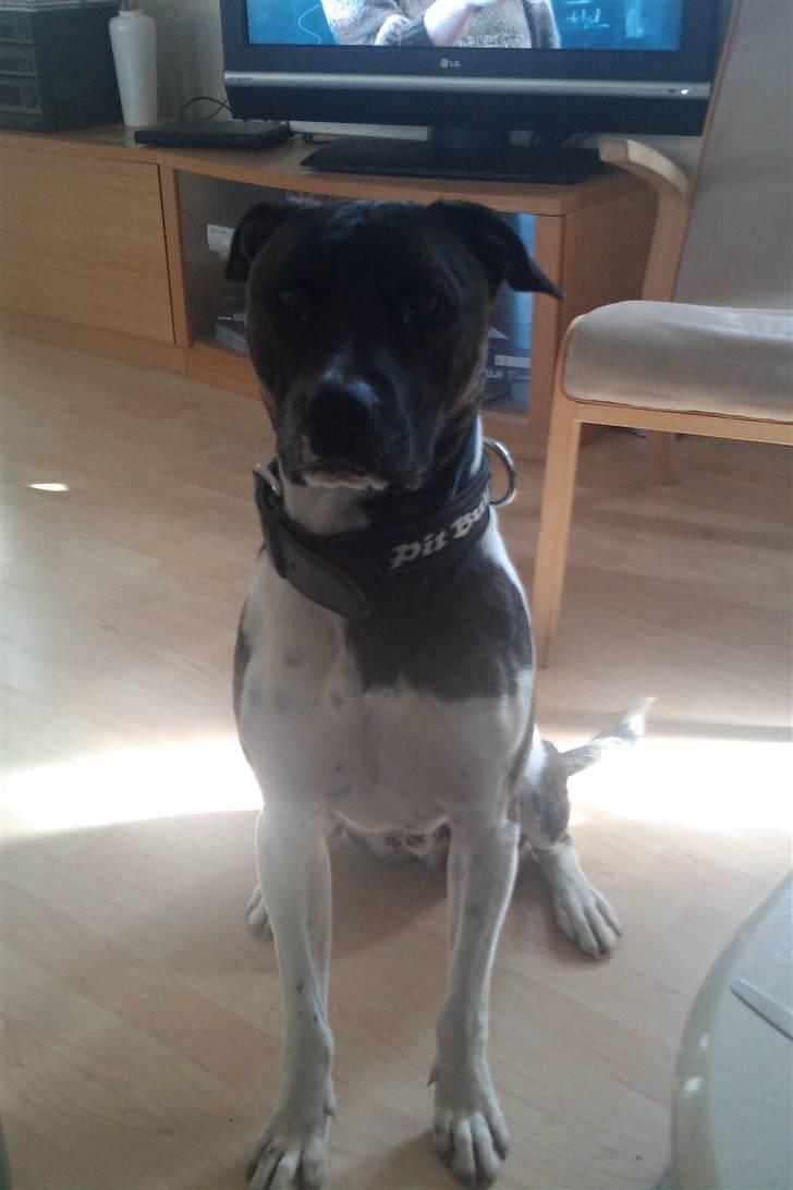 Mand Ronnie billede 6