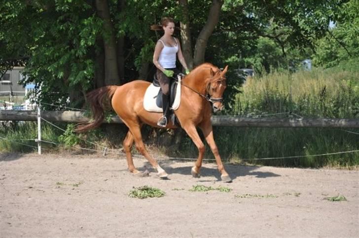 Kvinde Louise Ninna - Aktiv bruger på HesteGalleri - oh yes ;) billede 6