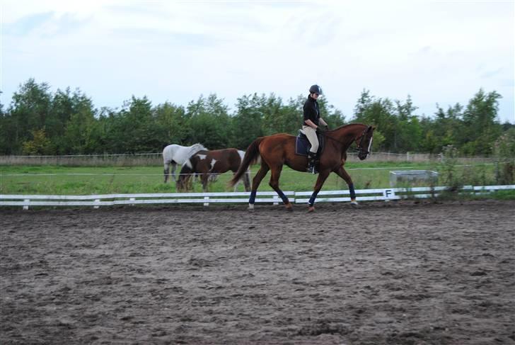 Kvinde Annekathrine billede 5