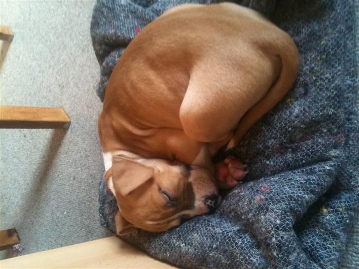 Mand Tommy - molly sover :o) billede 16