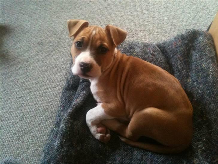 Mand Tommy - molly billede 17