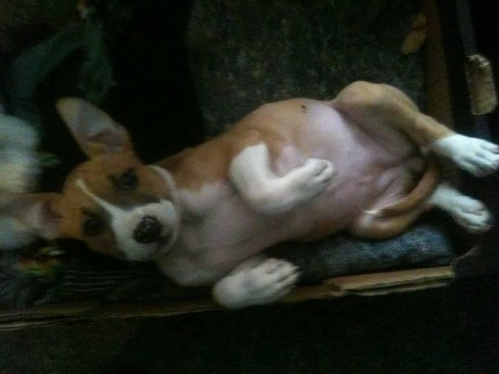 Mand Tommy - lege syg pige :o) billede 18