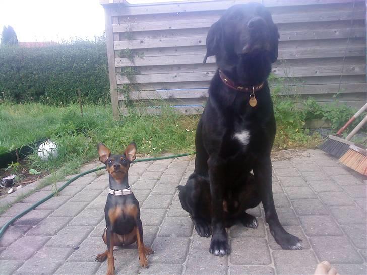 Kvinde anni - mine to hunde basse og zafir billede 5