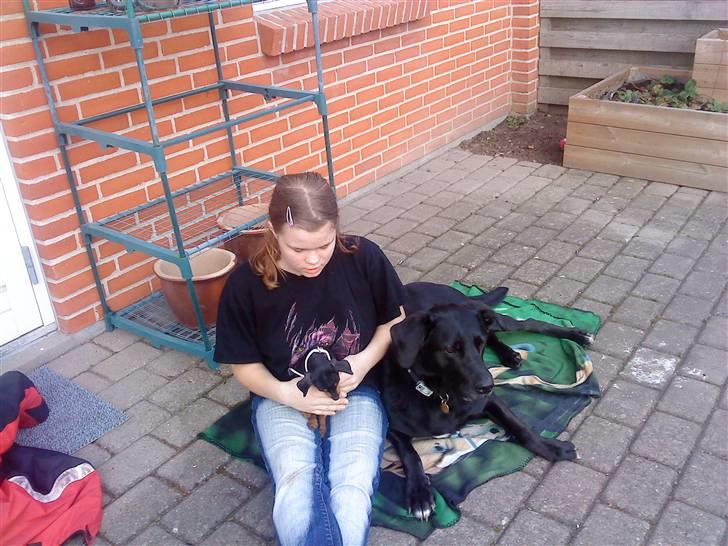 Kvinde anni - hygger i haven og slaber af en dejlig sommer dag billede 6