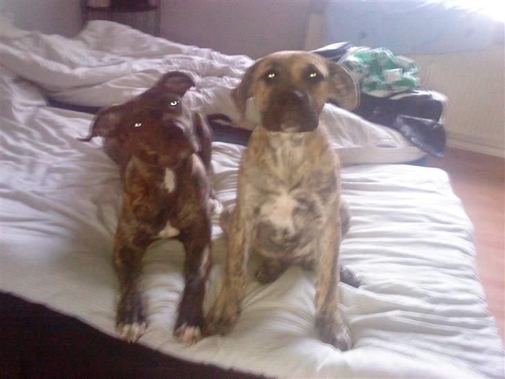 Kvinde Julie - Mine to elskede piger <3 billede 7