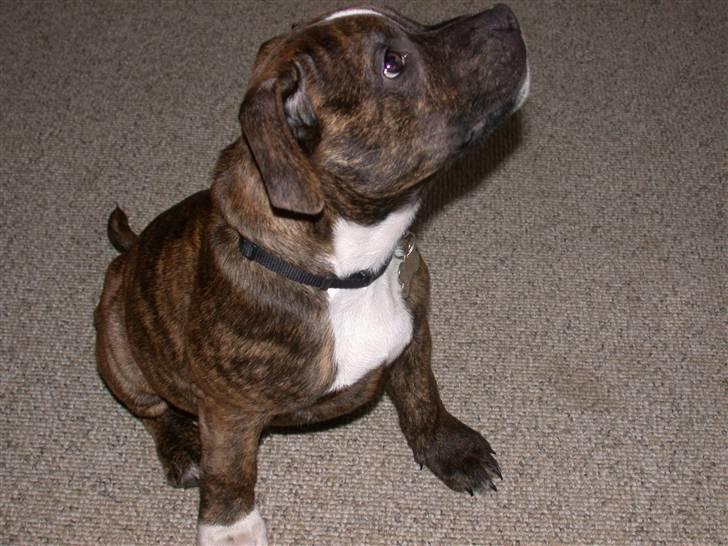 Mand Steen .- - Min hund Oscar :D  billede 9