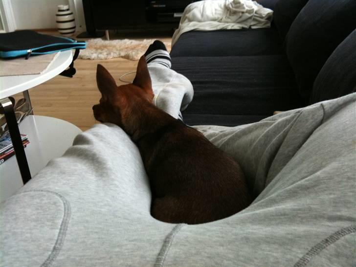 Mand Patrick k - Min roomies hund. billede 2