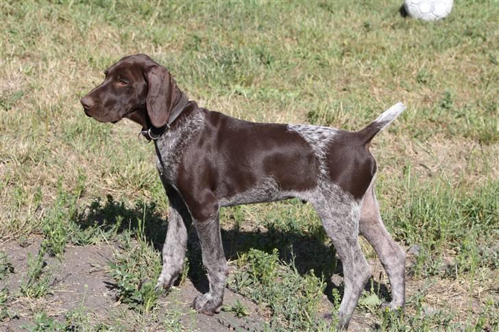 Mand Kenneth - Min lille nye jagthund :D  billede 6