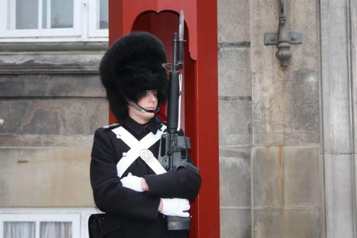 Mand Strandløven billede 9