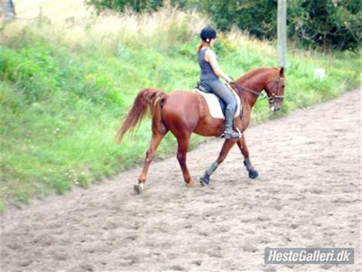 Kvinde Fie - Zeus min hest dsv solgt nu billede 8