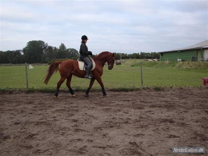 Kvinde Fie - Zeus min hest dsv solgt nu billede 9