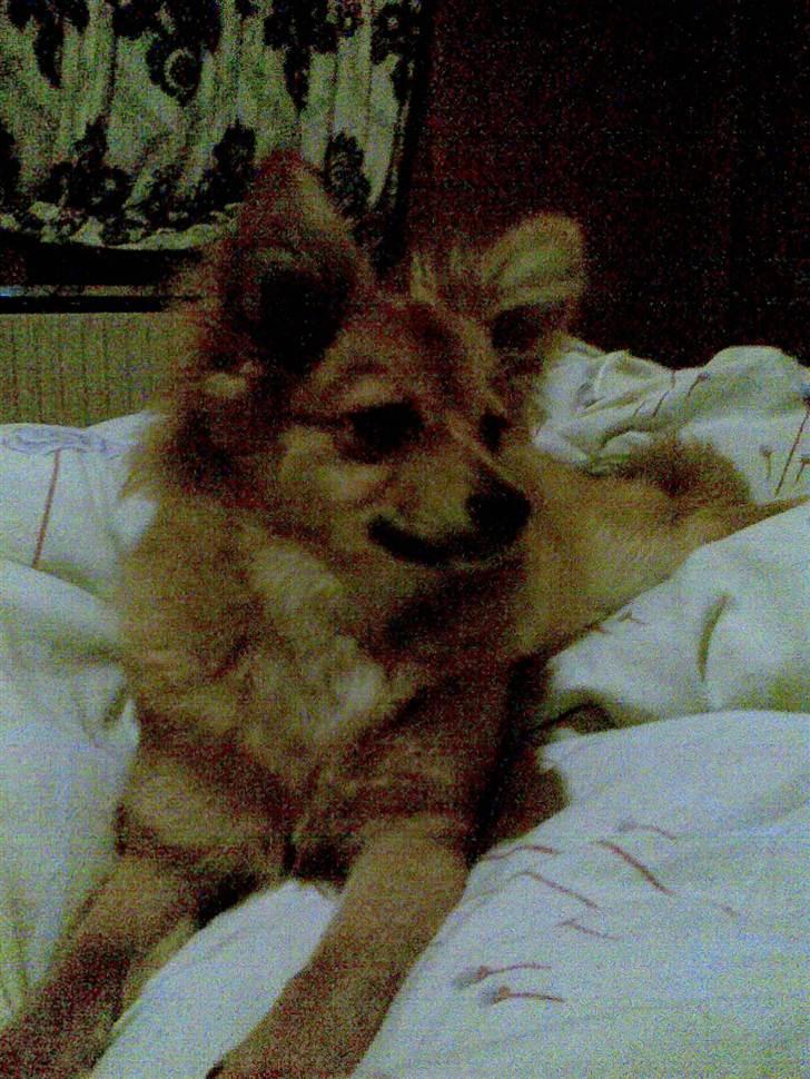 Mand ReaLoX billede 7