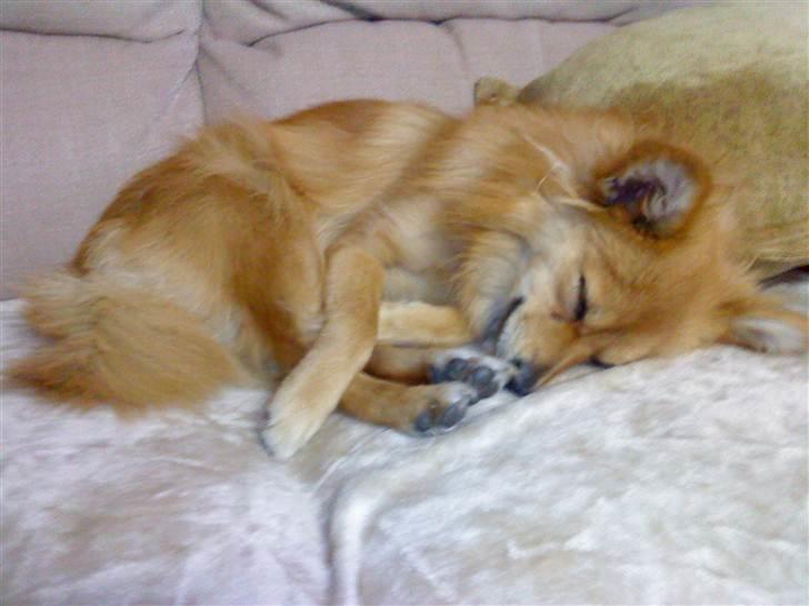 Mand ReaLoX billede 8