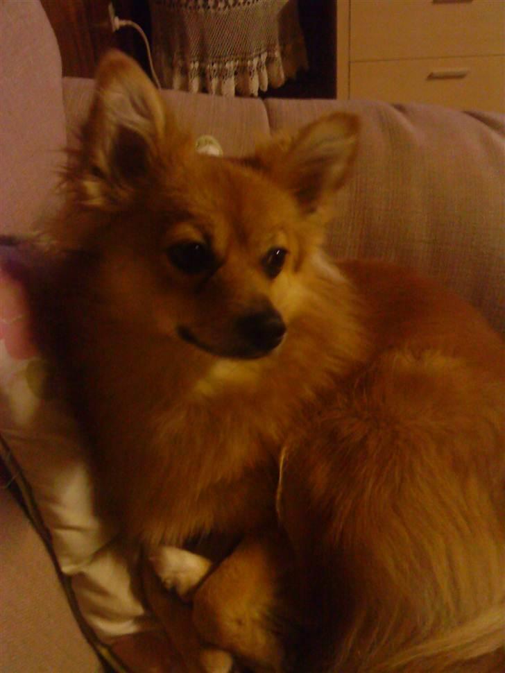 Mand ReaLoX billede 9