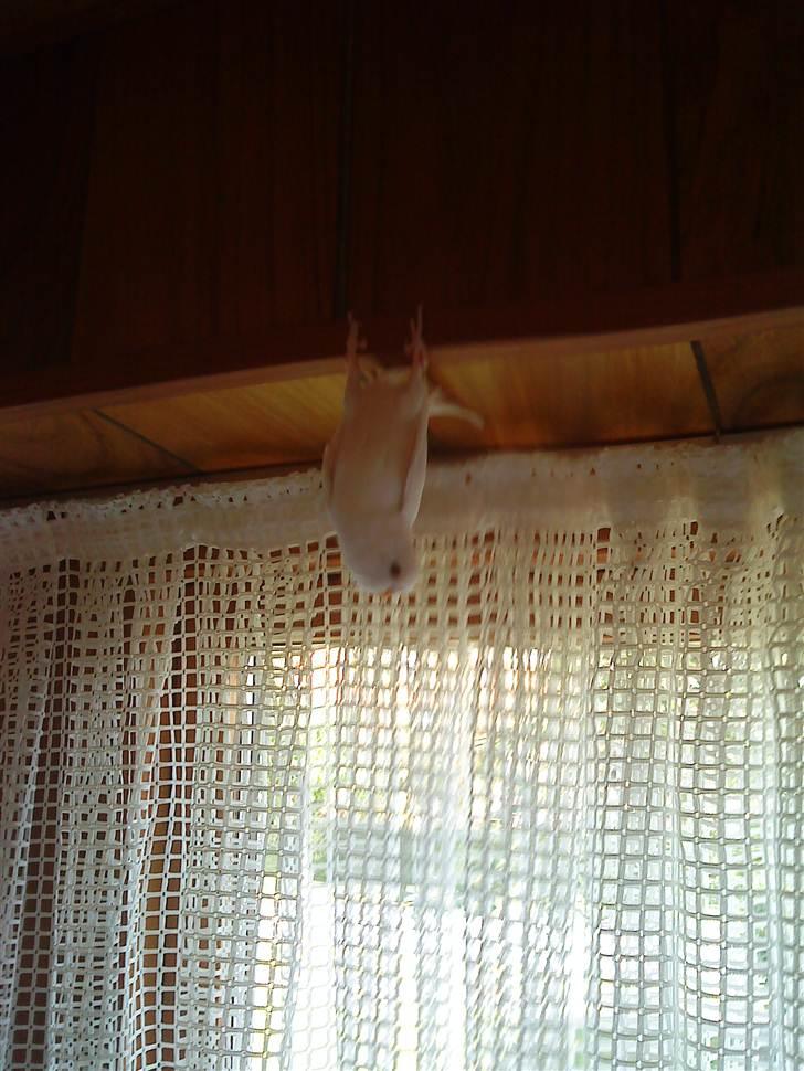 Mand ReaLoX billede 10