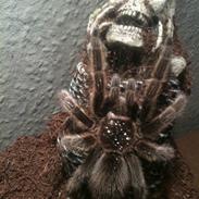 Kvinde M Ellgaard Andersen