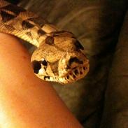 Kvinde M Ellgaard Andersen