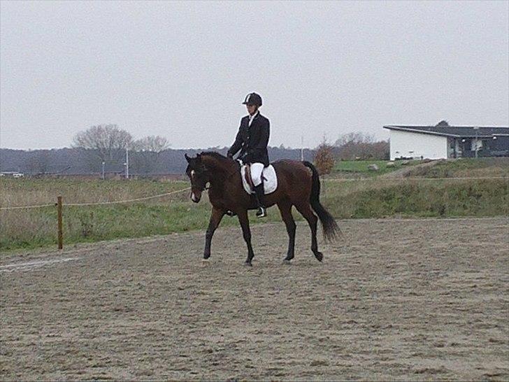 Mand Kim Pedersen! (: - Min gamle avls hingst på 4 år, her kun redet i 2 måneder, hans første dressur stævne !!!  billede 17