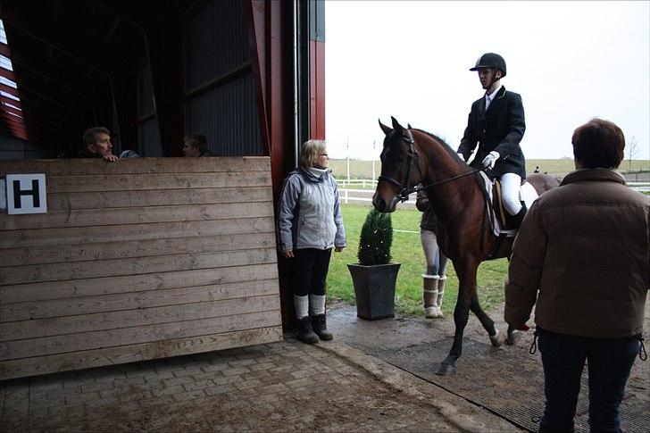 Mand Kim Pedersen! (: - Min gamle avls hingst på 4 år, her kun redet i 2 måneder, hans første dressur stævne !!!  billede 18