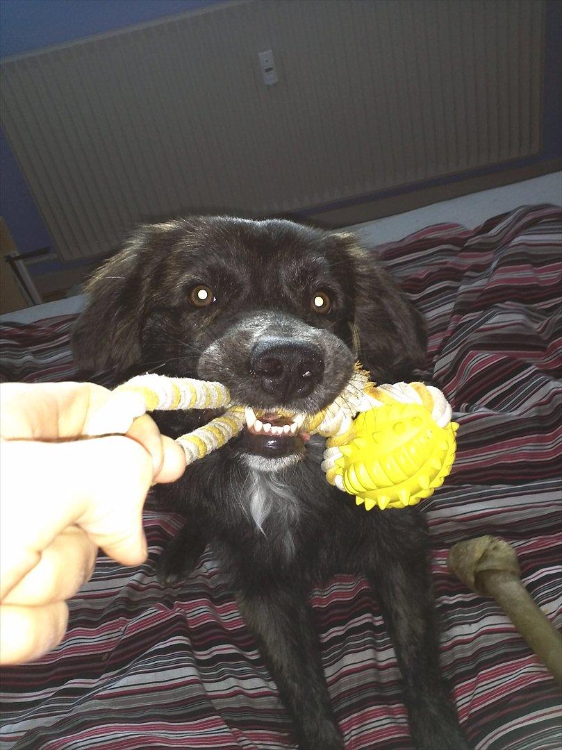 Mand John C - Min hund, Gizmo <3 11 måneder billede 13