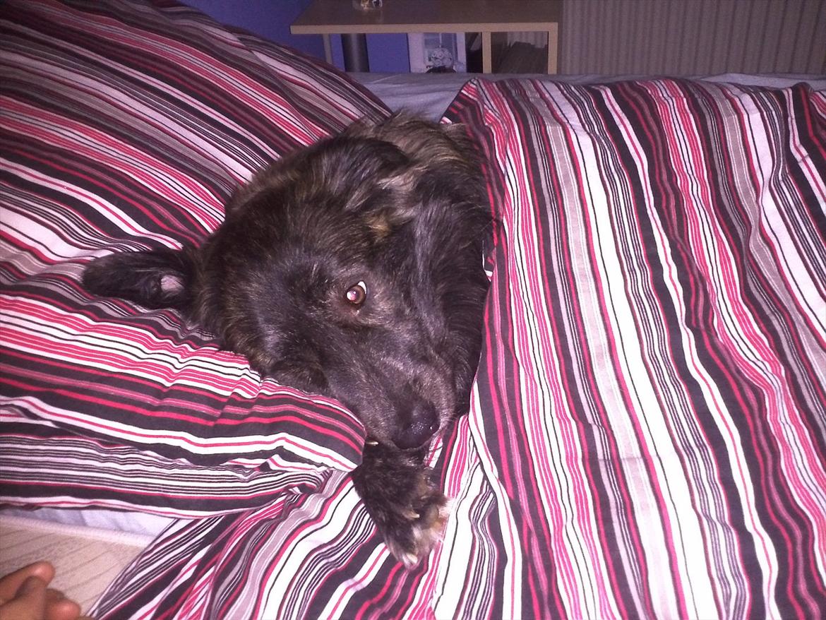 Mand John C - Min hund, Gizmo <3 næsten 13 måneder billede 14