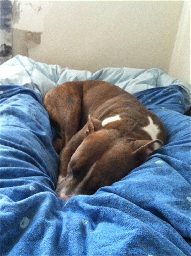 Mand Johnny - Diva Sover Sødt I Sin Lune Hule :) billede 4