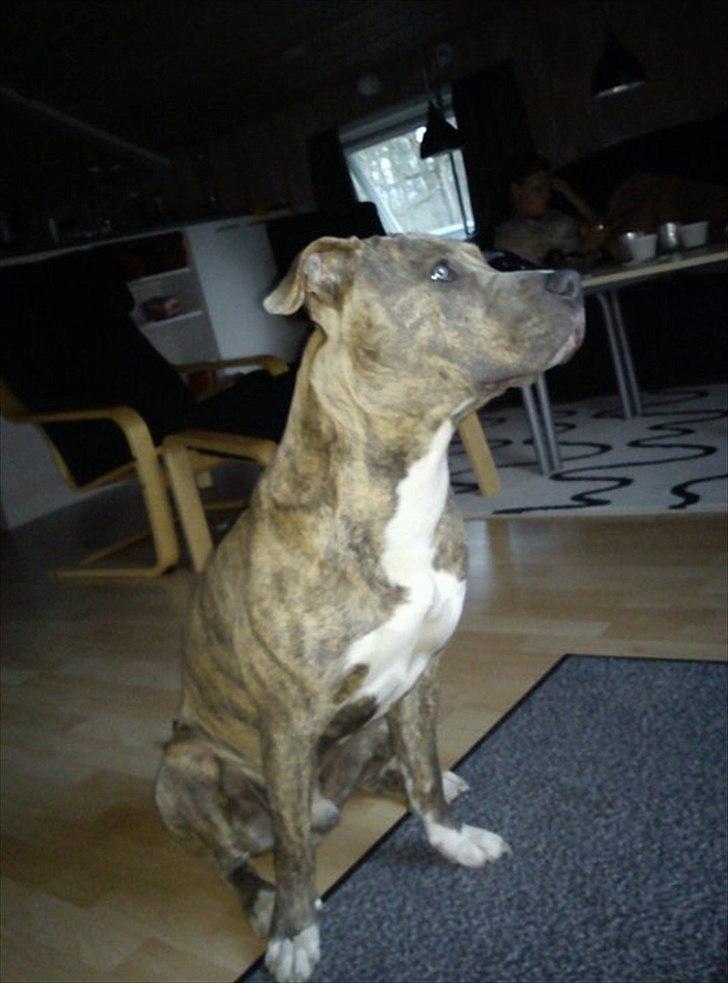 Mand Johnny - Cozmo min gamle hund :/ billede 6