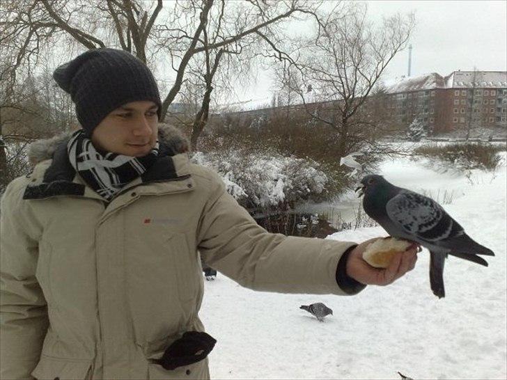 Mand Christian - Når Østre Anlæg (i Aalborg) er frosset til så gør dyrene alt for at få mad. :D billede 7