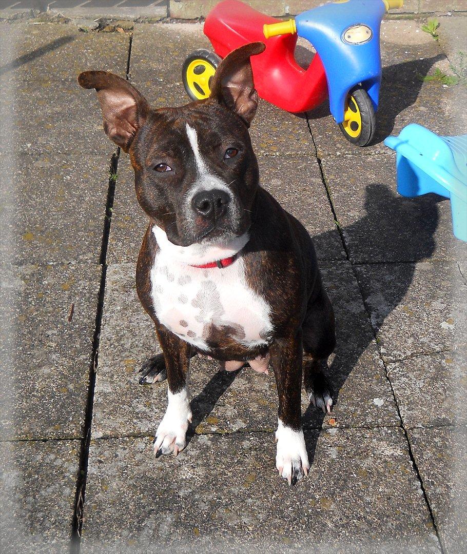 Kvinde Henne - Smukke molly billede 13