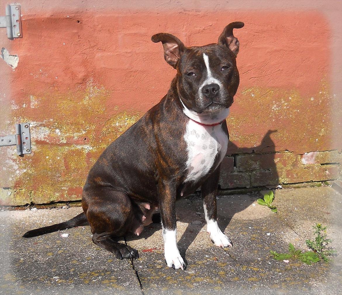 Kvinde Henne billede 14