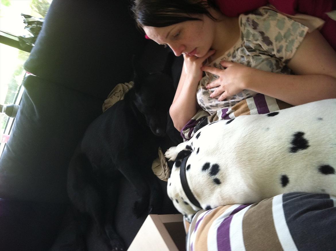 Kvinde Sabrina Folmann ;* - Efter en lang dag med hundene er der afslapning på sofaen (: billede 7