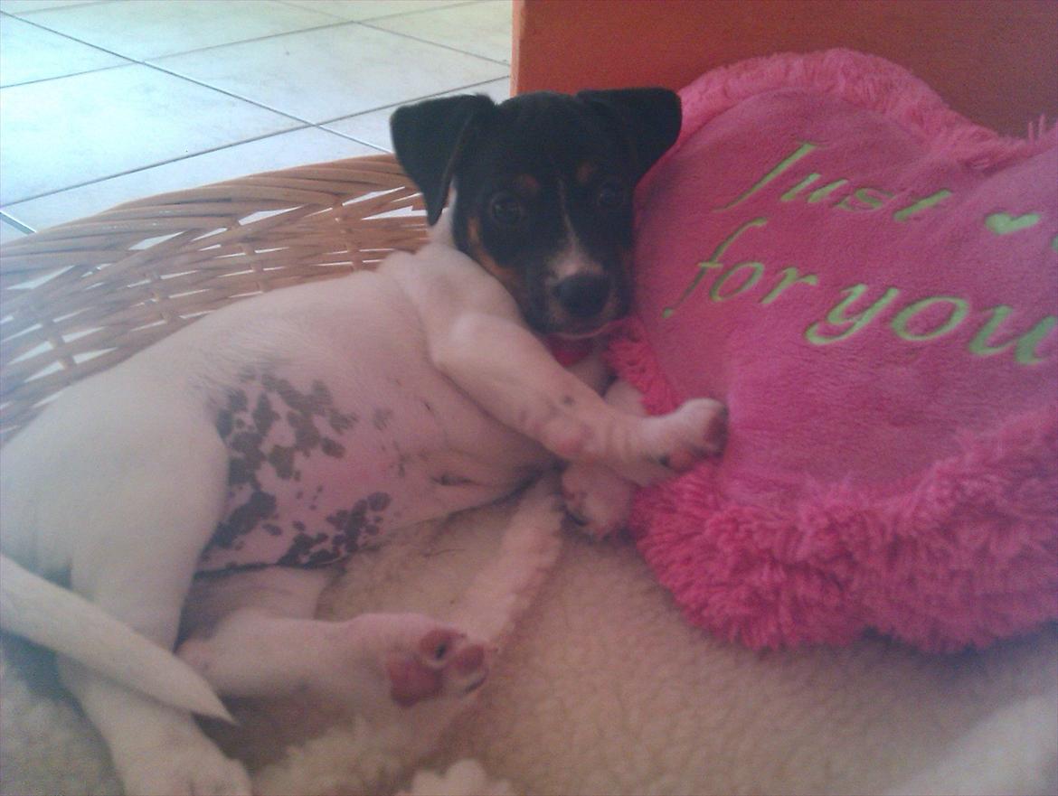 Kvinde Katja trier billede 7