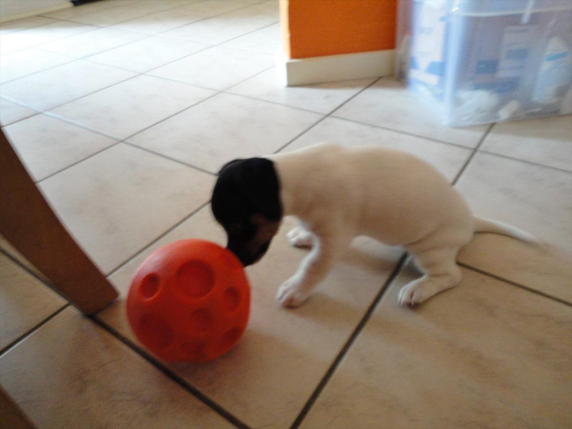 Kvinde Katja trier billede 8