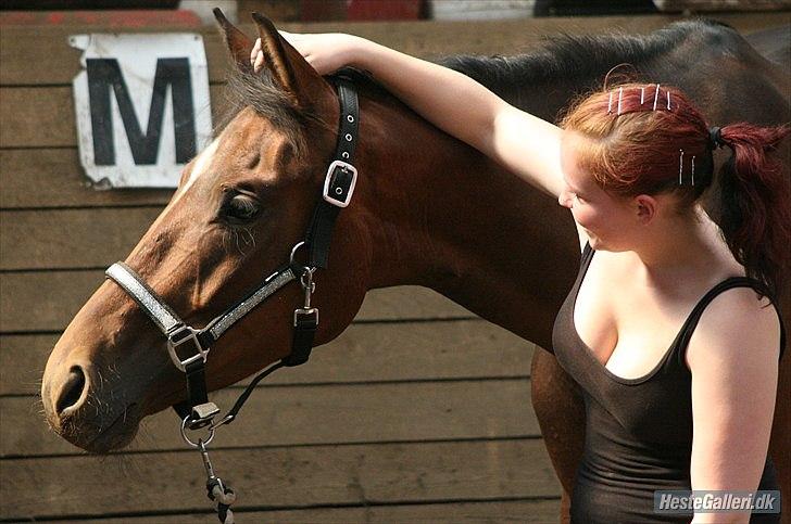 Kvinde Sandra - Min nye stjerne som jeg forventer noget a også :) hun er sku en lækker dansk varmblod :) billede 10