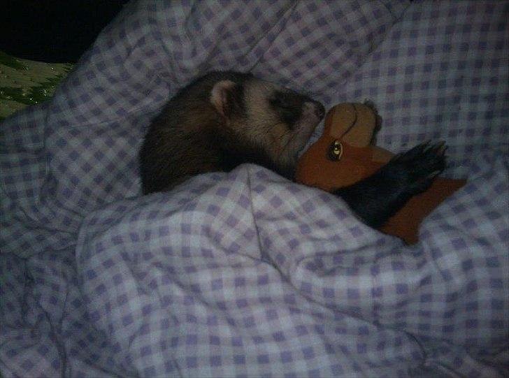 Kvinde connie - min et og alt min lille baby Lukas :) billede 5