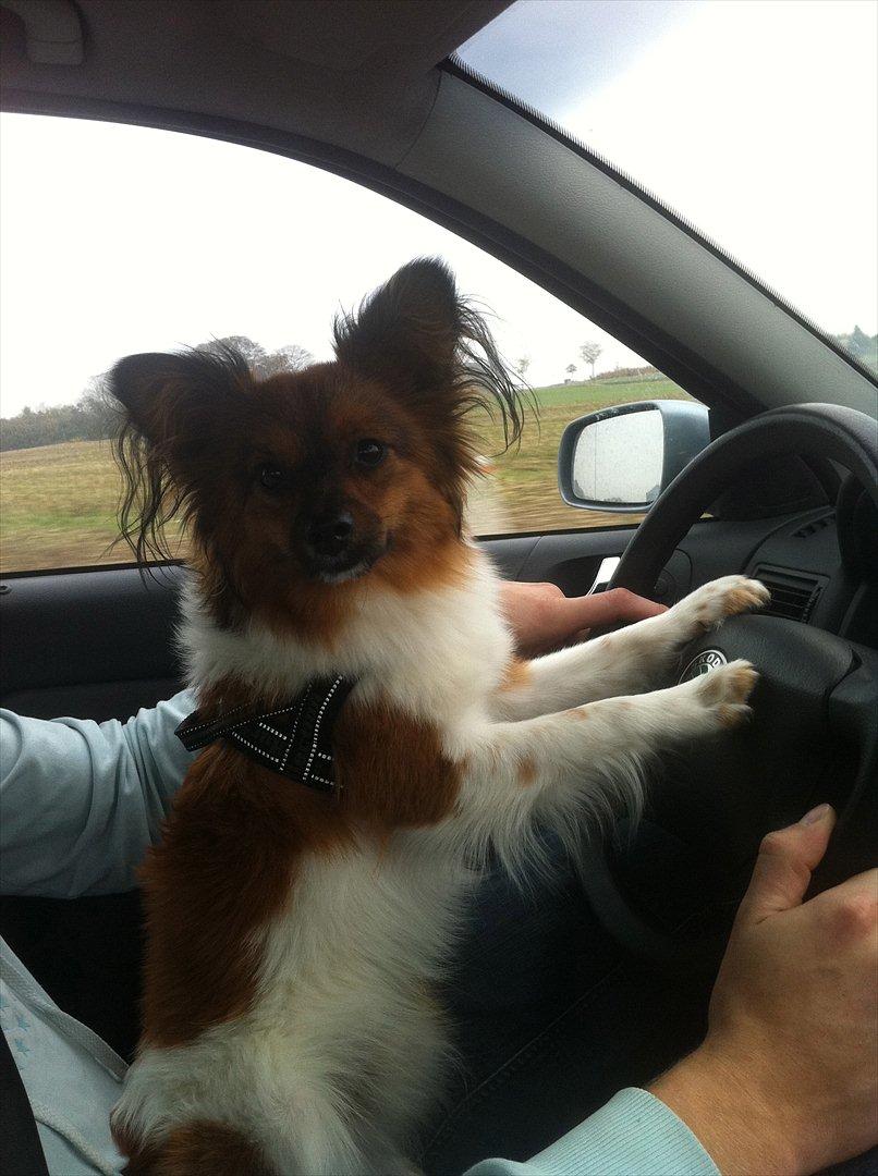 Mand Rasmus Clausen billede 8