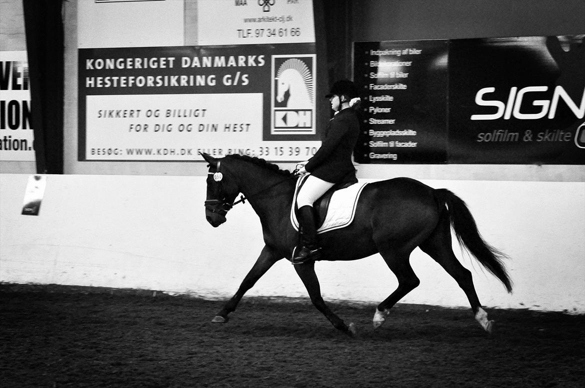 Kvinde Caroline Efryd - Sidste stævne på min gamle pony Darling billede 5